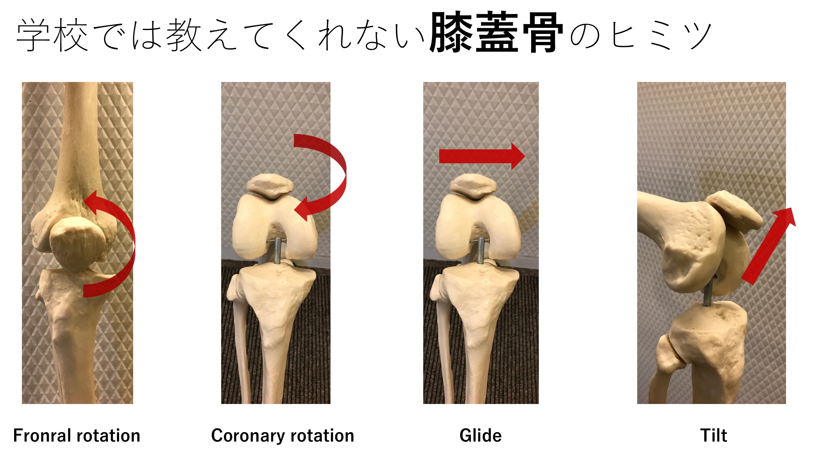 学校では教えてくれない膝蓋骨の動きのヒミツ バイオメカニクスと評価を理解する Reharock リハロック 学校では教えてくれない膝蓋骨の動きのヒミツ バイオメカニクスと評価を理解する Reharock リハロック