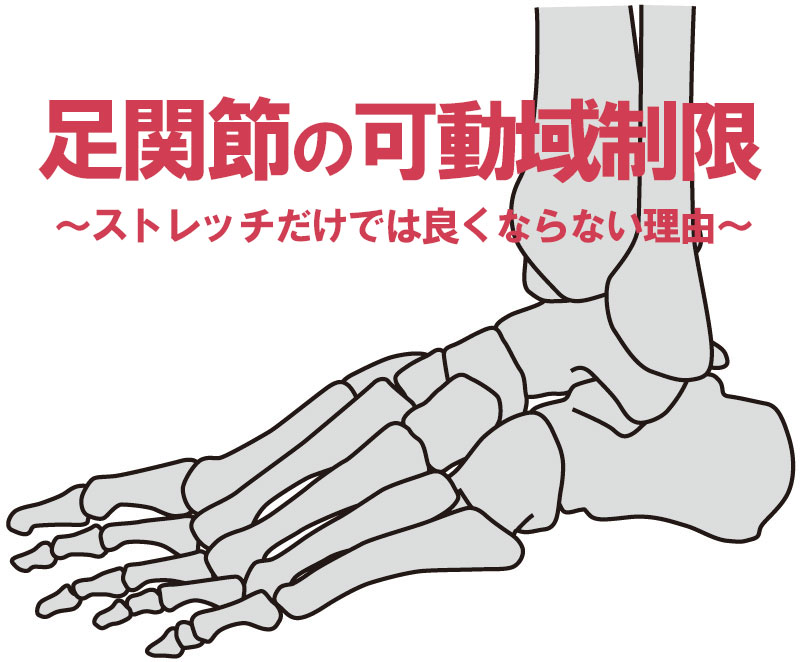 足関節可動域制限は 背屈と底屈の制限因子と評価ポイント ストレッチだけではよくならない Reharock リハロック