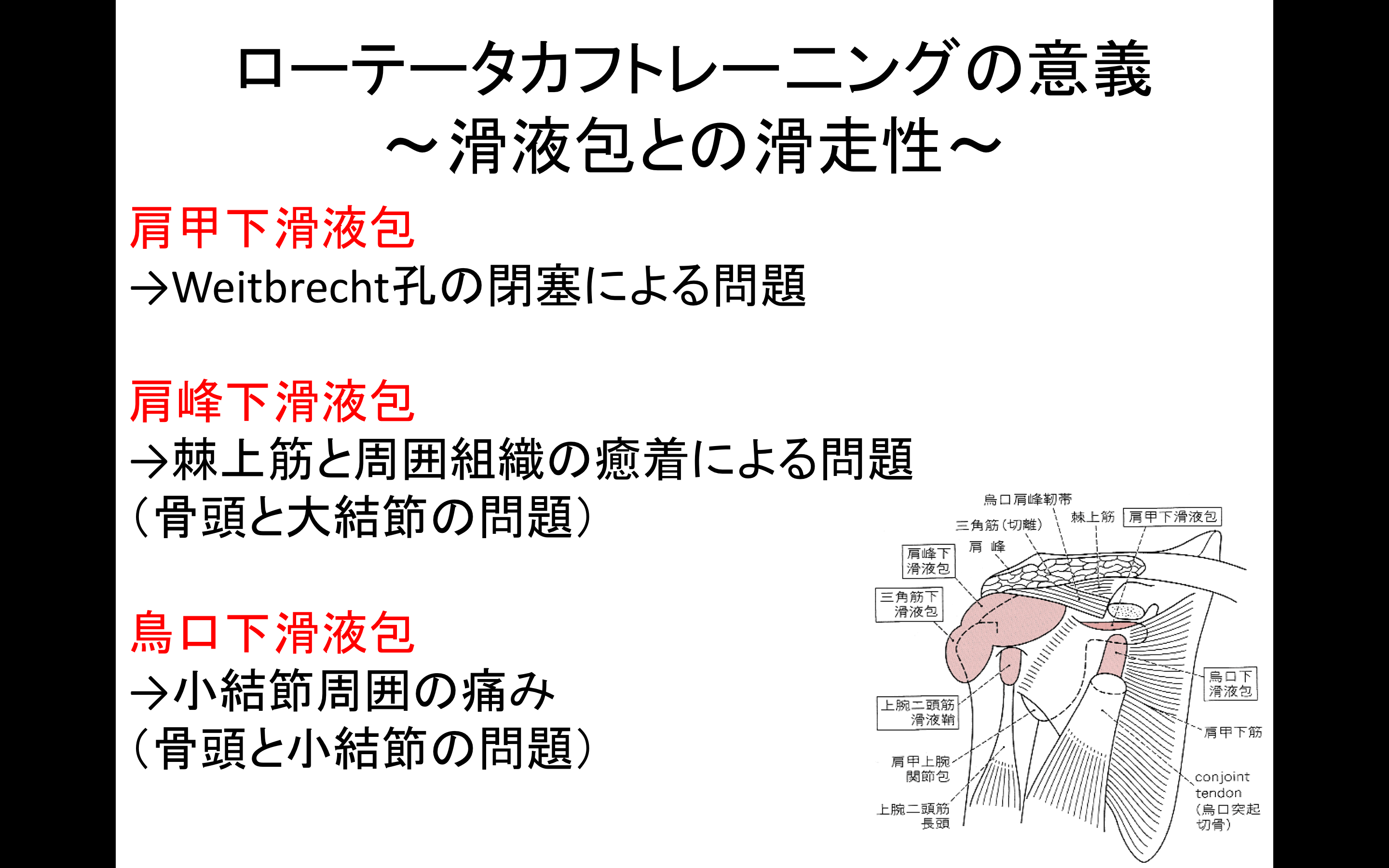 ローテーター カフ トレーニング 翼状肩甲 前鋸筋筋力低下 の評価と筋力トレーニング方法