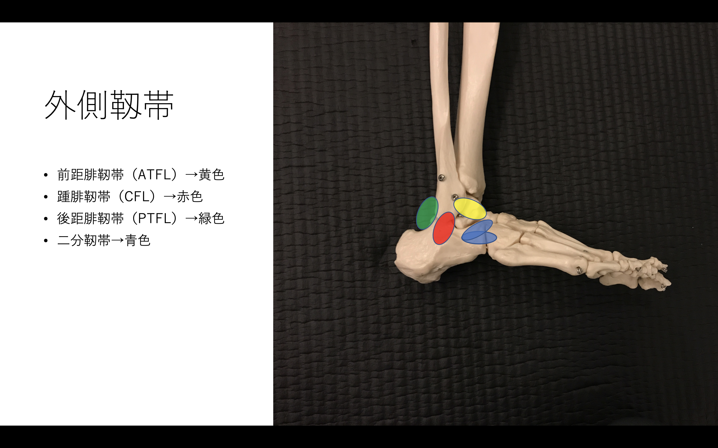 機能解剖から考える足関節捻挫の理学療法評価 治療 リハビリ保存版 Reharock リハロック