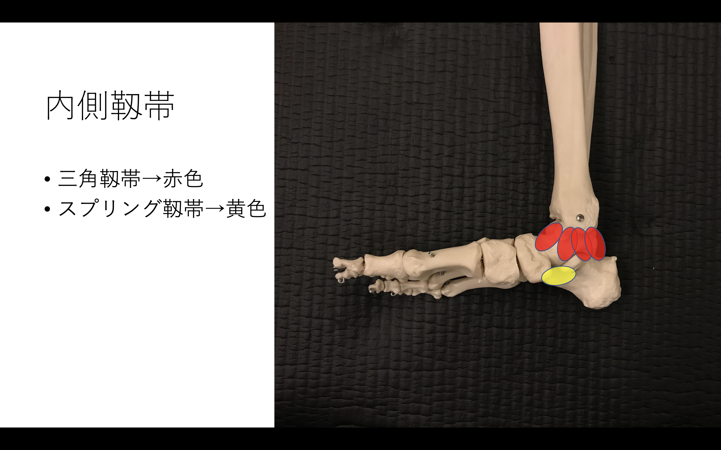 機能解剖から考える足関節捻挫の理学療法評価 治療 リハビリ保存版 Reharock リハロック